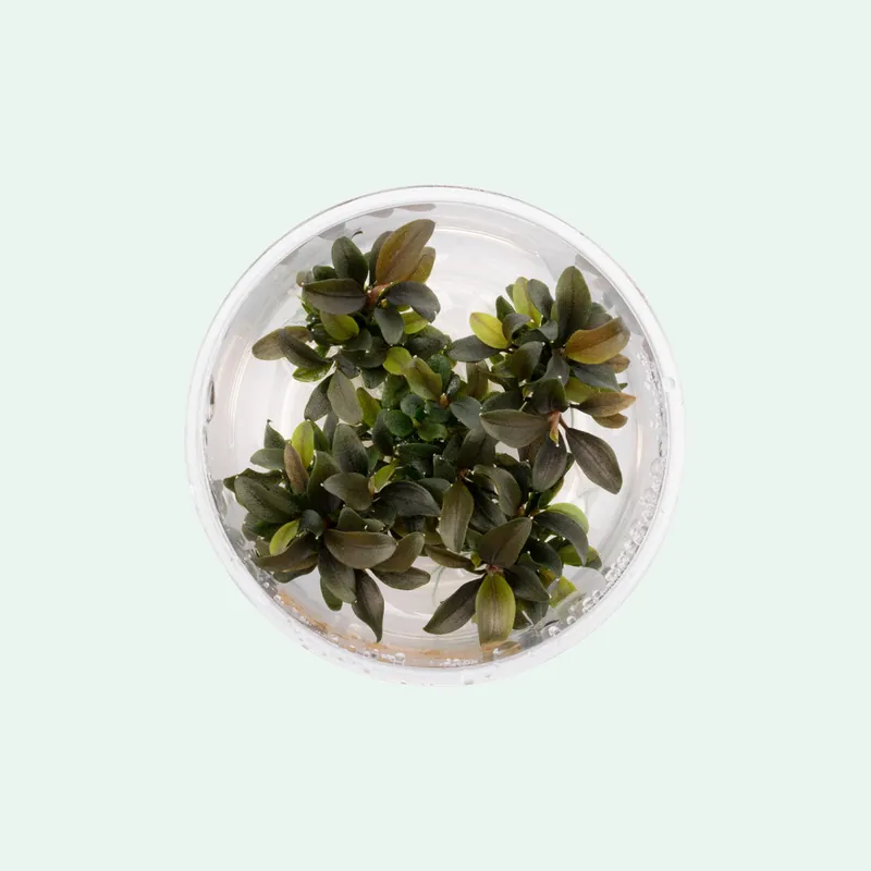 Bucephalandra Red Mini - WCA