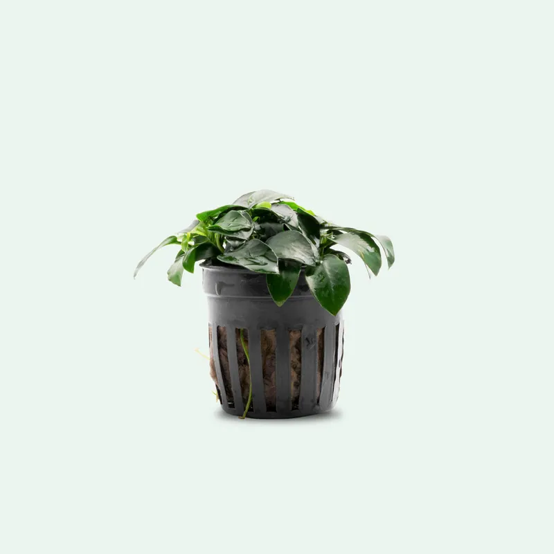 Anubias Nana Petite - WCA