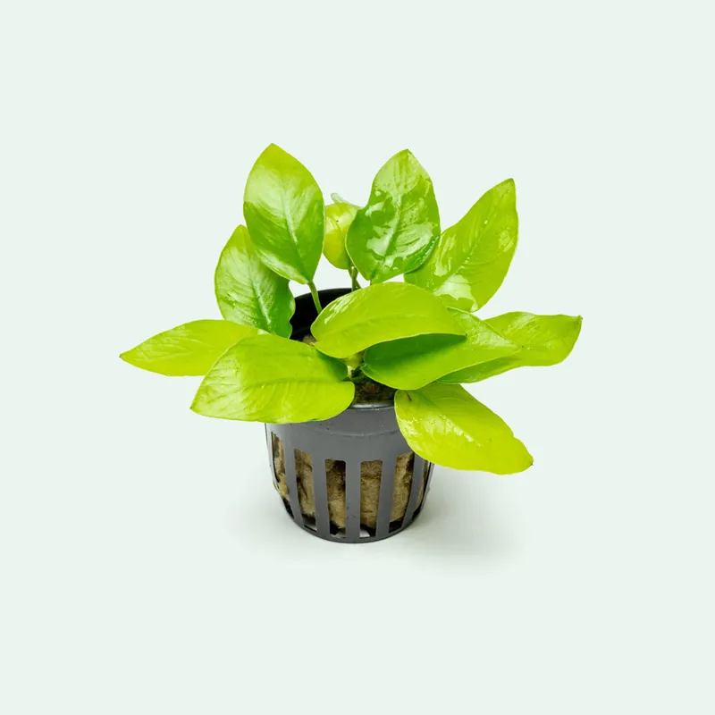 Anubias Nana Golden - WCA