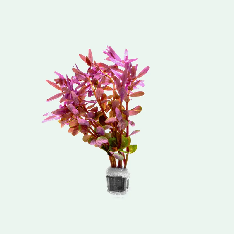 Rotala Rotundifolia - WCA