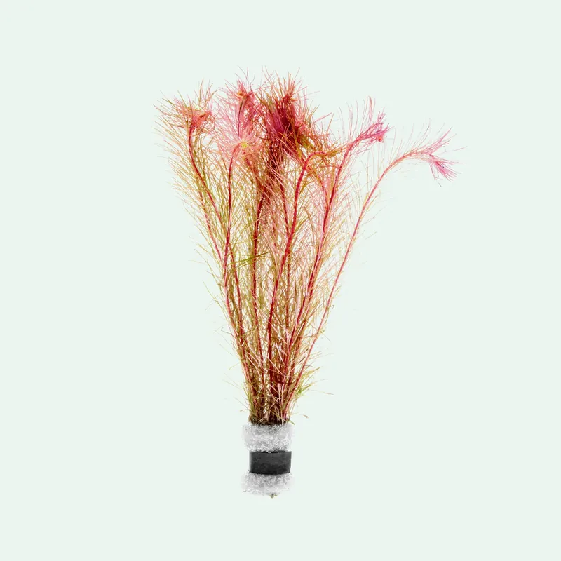 Rotala Wallichii - WCA