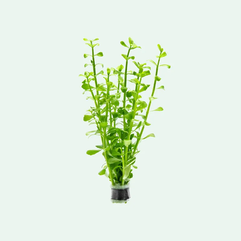 Bacopa Monnieri - WCA