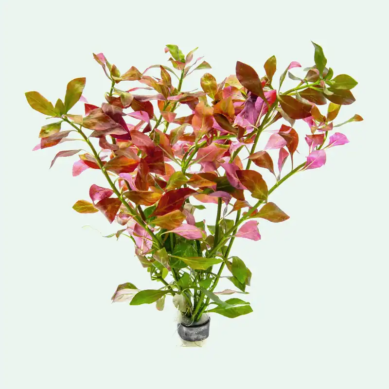 Ludwigia Ovalis - WCA