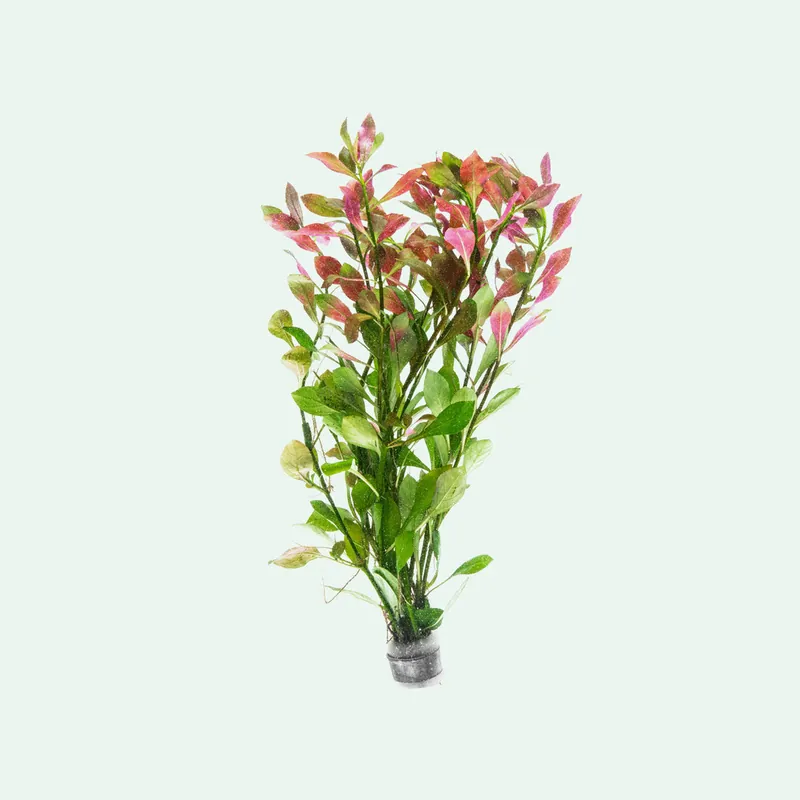 Ludwigia Repens - WCA