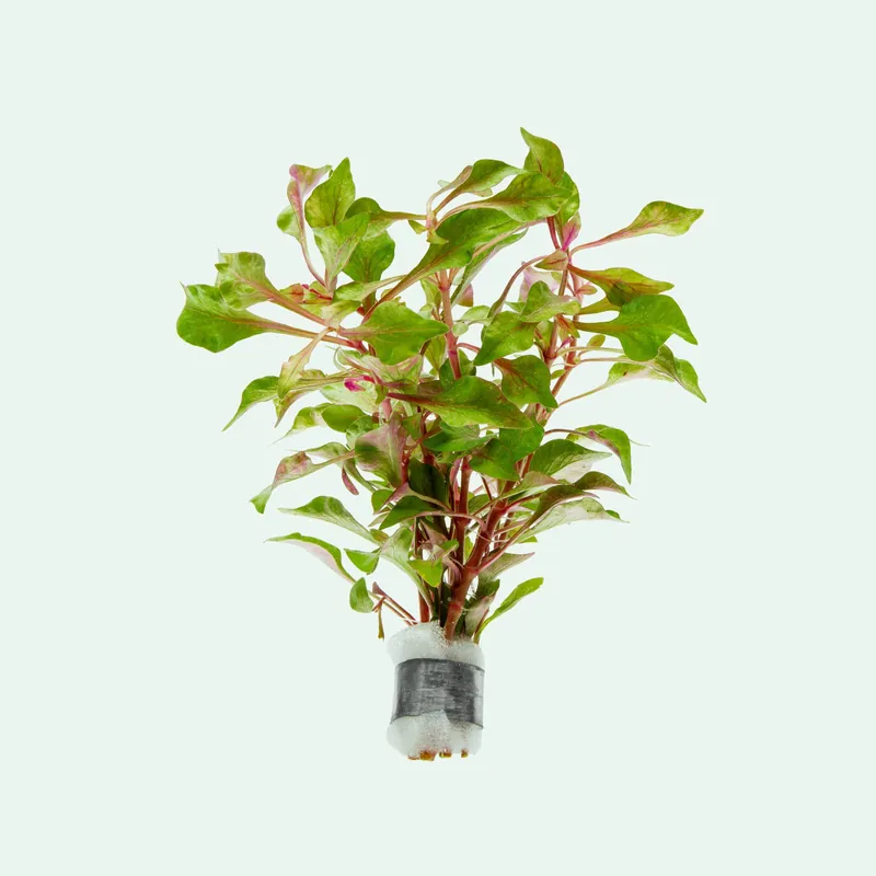 Alternanthera Bettzickiana - WCA