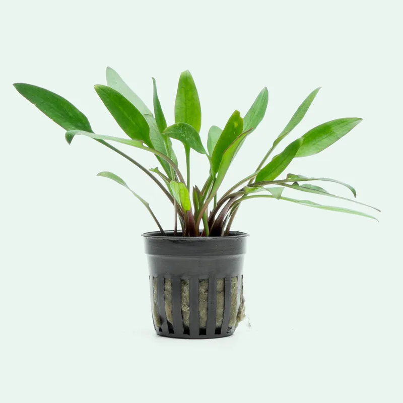 Cryptocoryne Lutea - WCA