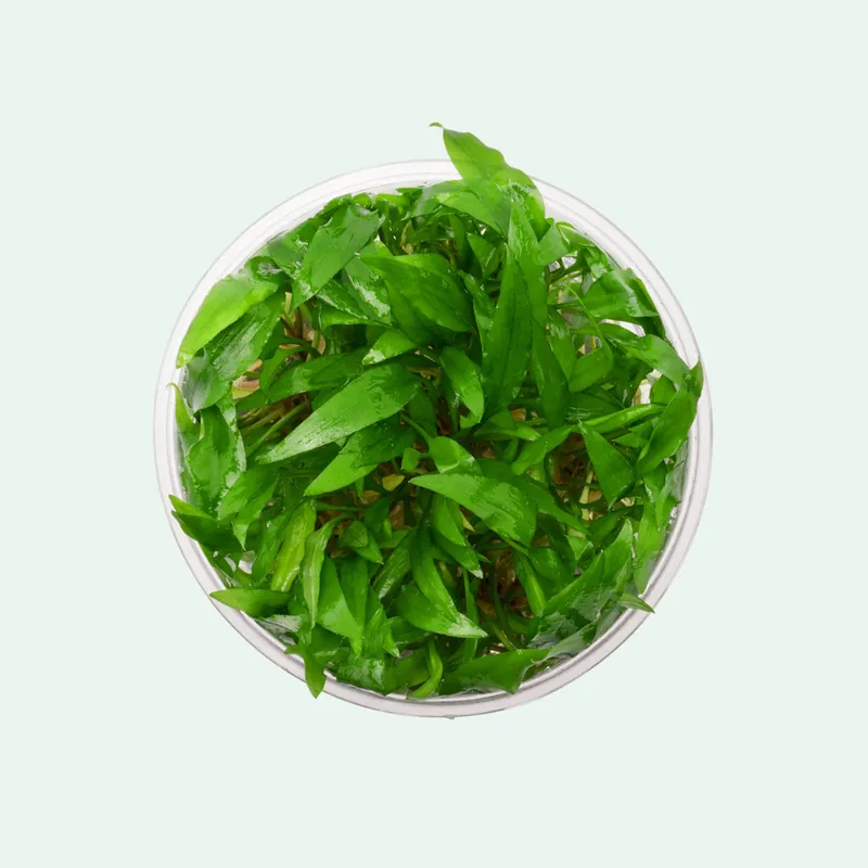 Cryptocoryne Wendtii Green Gecko - WCA