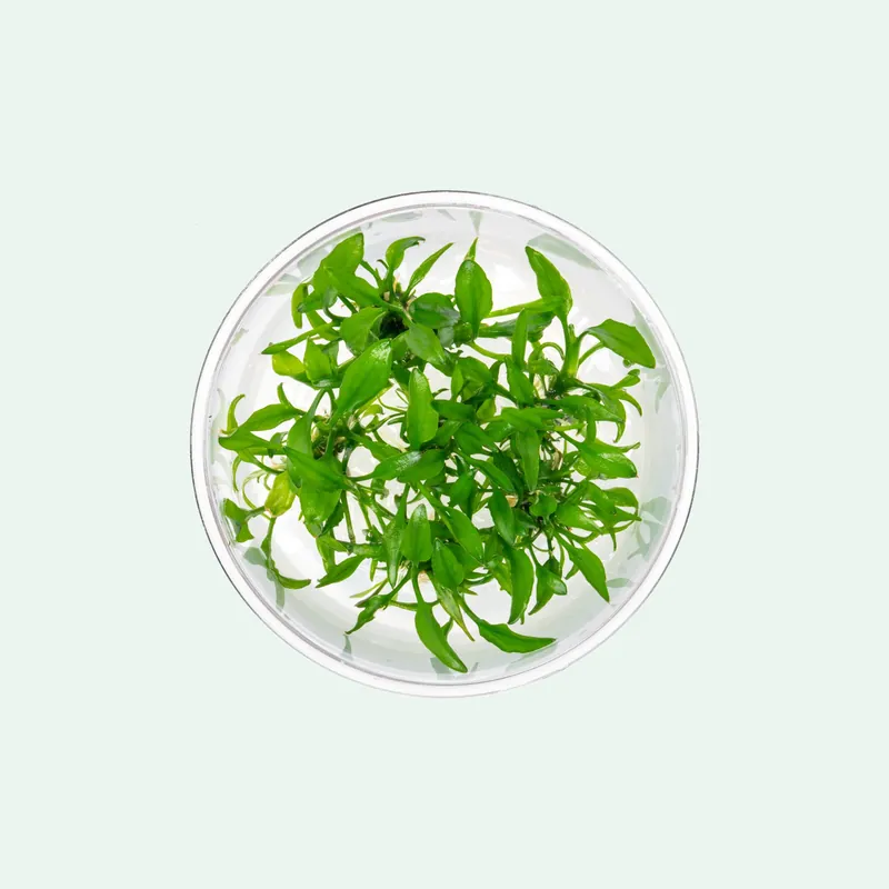 Cryptocoryne Yujii - WCA