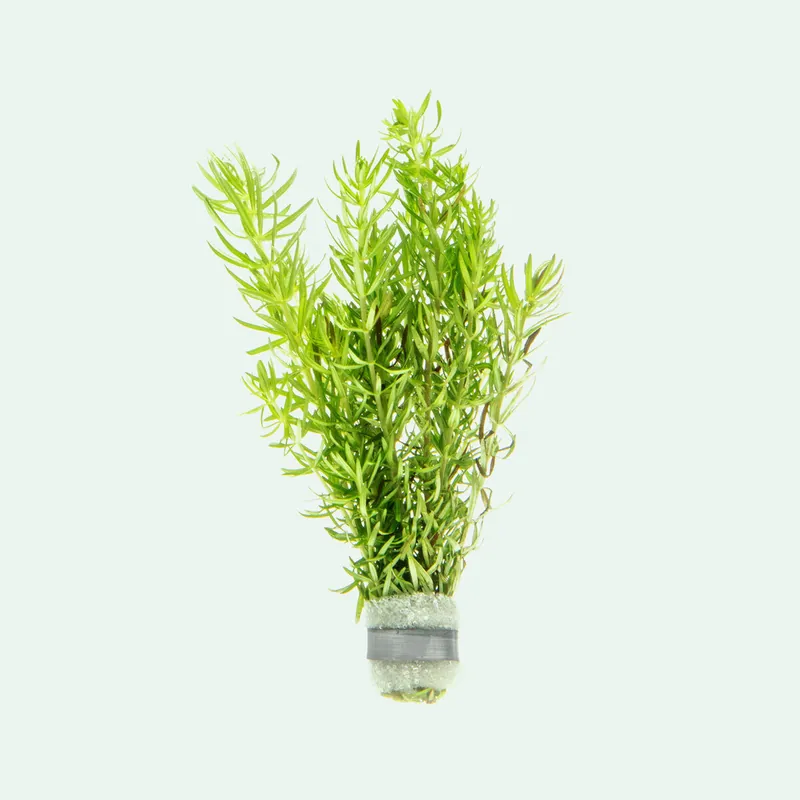 Pogostemon Erectus - WCA