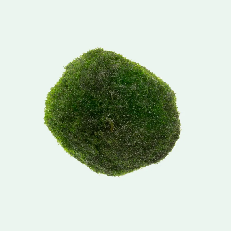 Marimo Moss Ball - SI