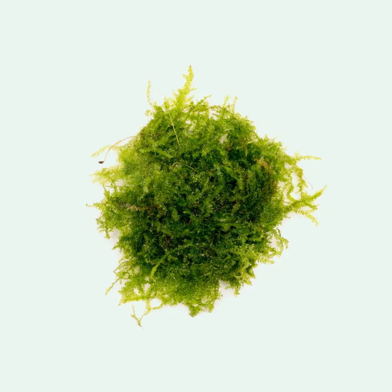 Mini Christmas Moss - BUCE