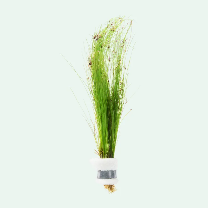 Eleocharis Vivipara - WCA