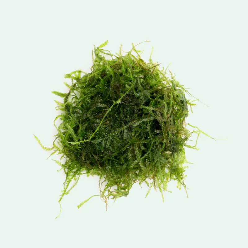 Spiky Moss - BUCE