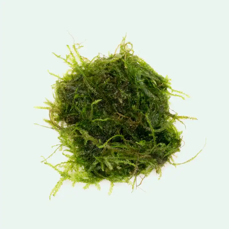 Peacock Moss - BUCE