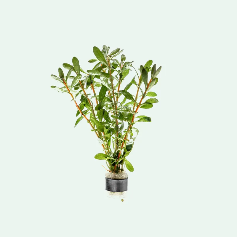 Ludwigia Inclinata - WCA