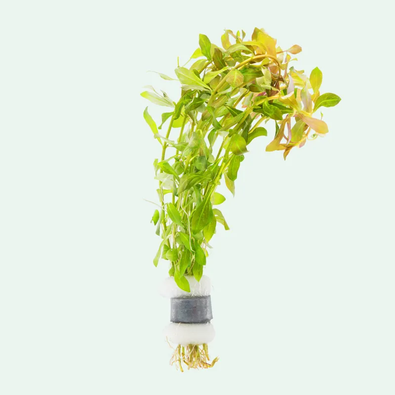 Ludwigia Palustris - WCA