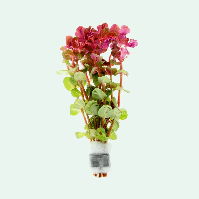 Rotala Macrandra 'Mini Butterfly' - WCA