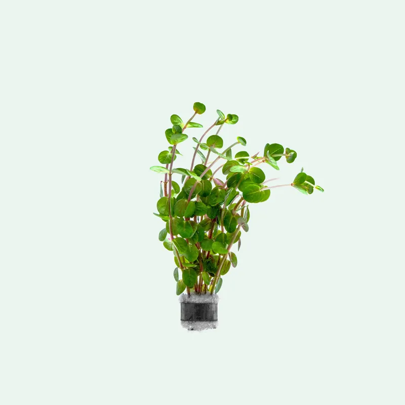 Rotala Indica - WCA