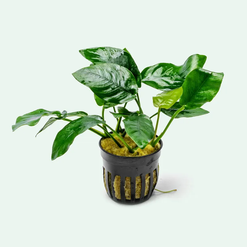 Anubias Nana - WCA