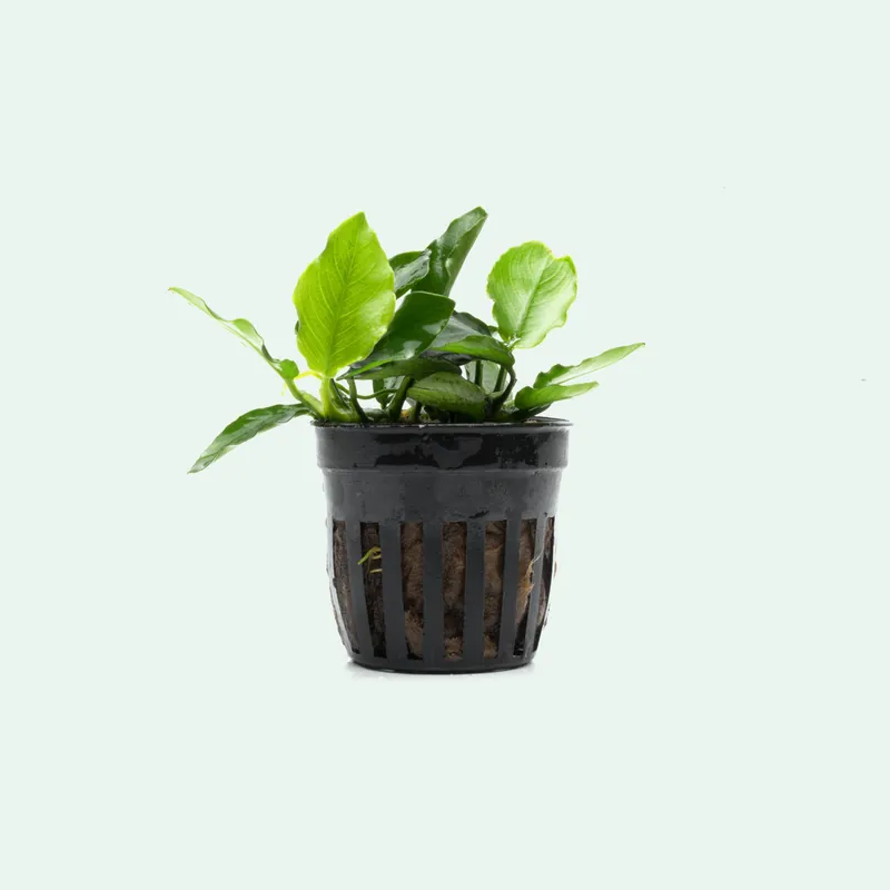 Anubias Nana Long Wavy - WCA