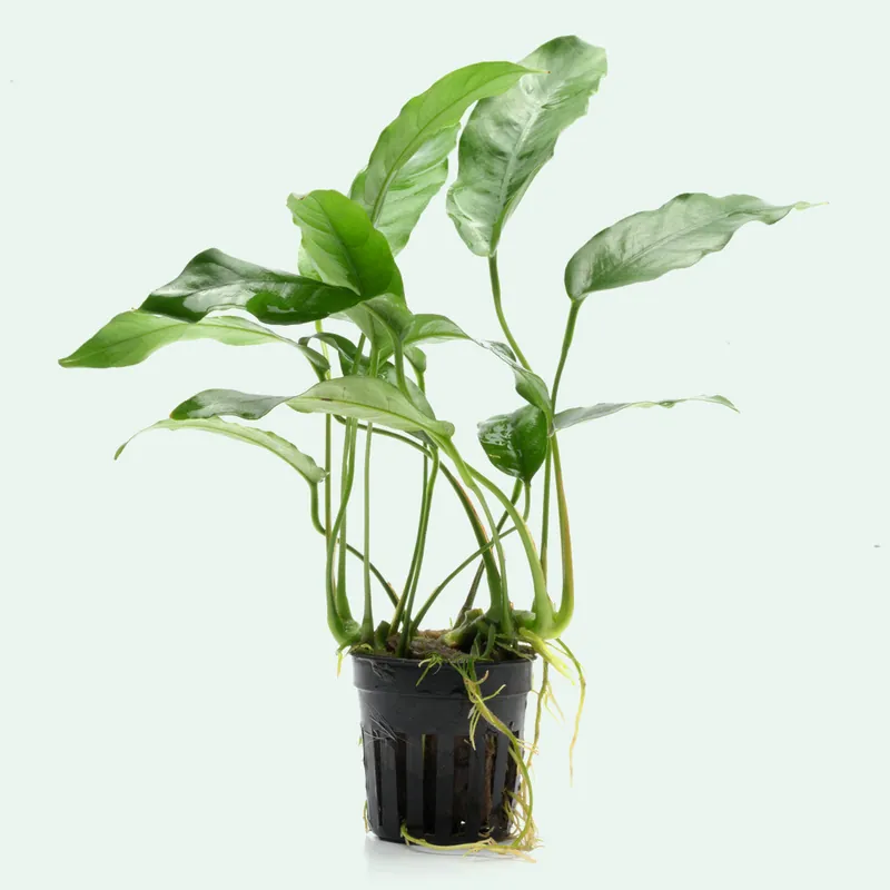 Anubias Short and Sharp - WCA