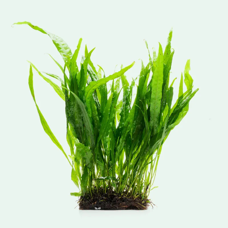 Microsorum Pteropus Narrow Mat - ACW