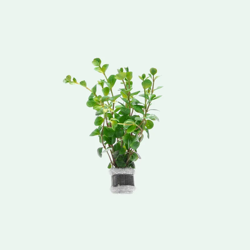 Rotala Ceylon - SI