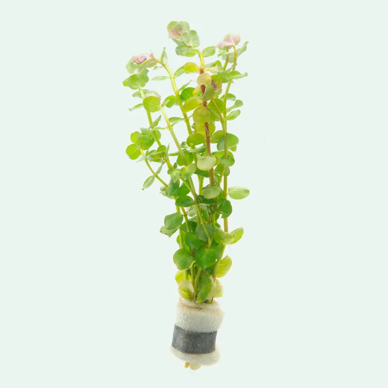 Rotala Coin Leaf - SI
