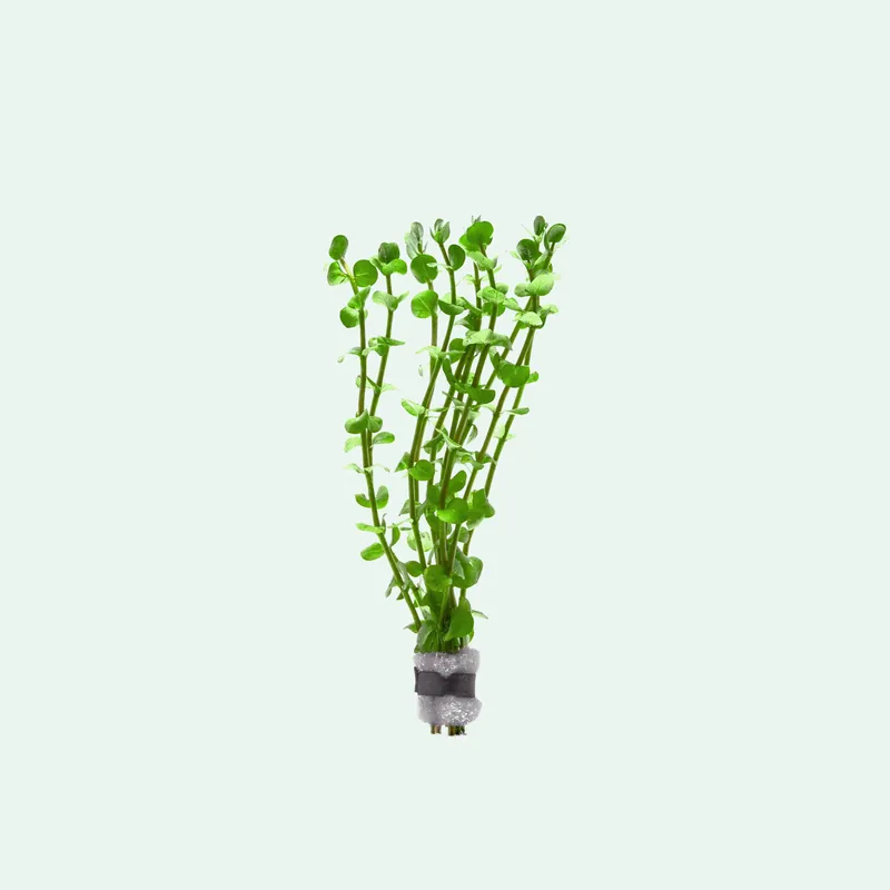 Rotala Mexicana - ACW