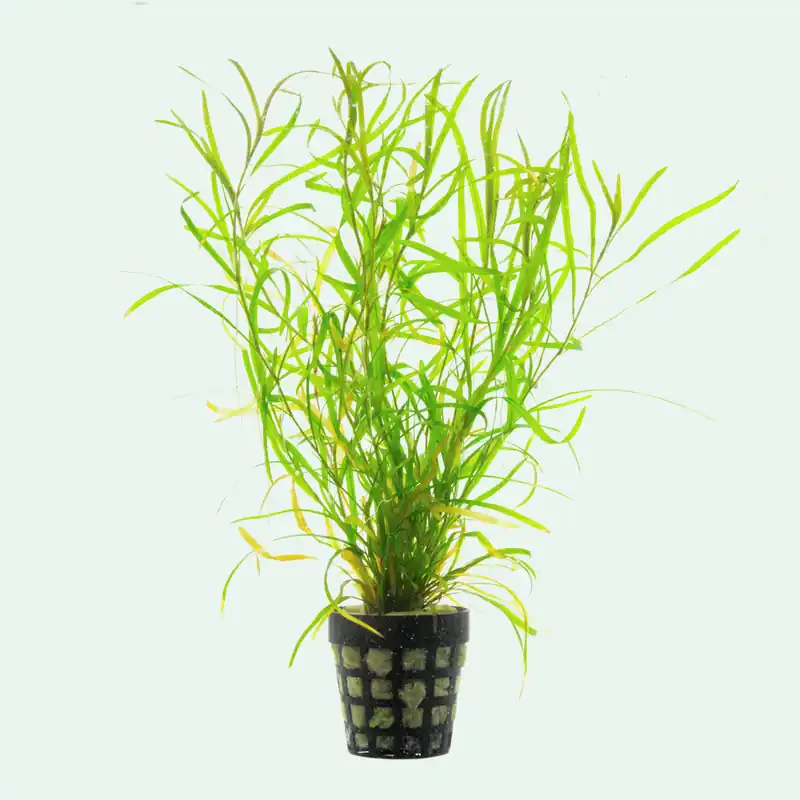 Potamogeton Gayi - SI