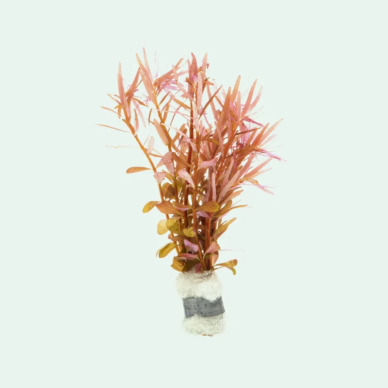 Rotala H'Ra - SI