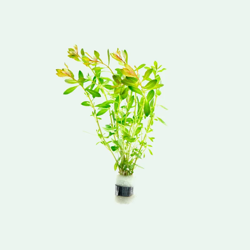 Ludwigia Crystal - SI