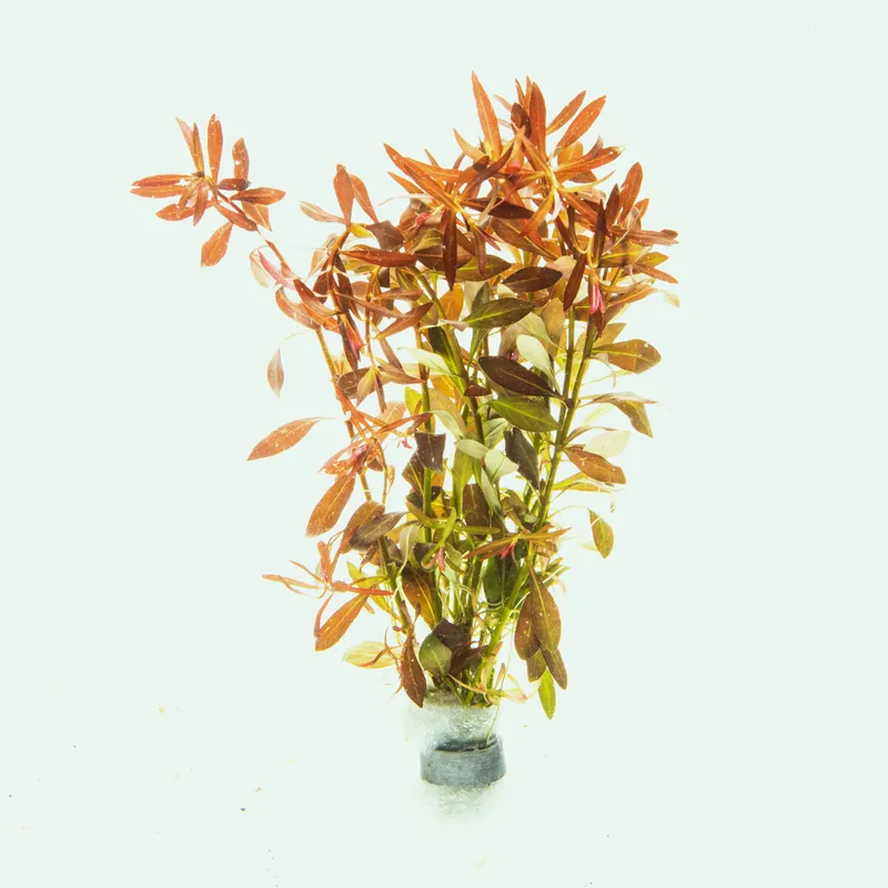 Ludwigia Brevipes - SI