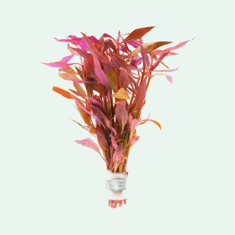 Alternanthera Lilacina - WCA