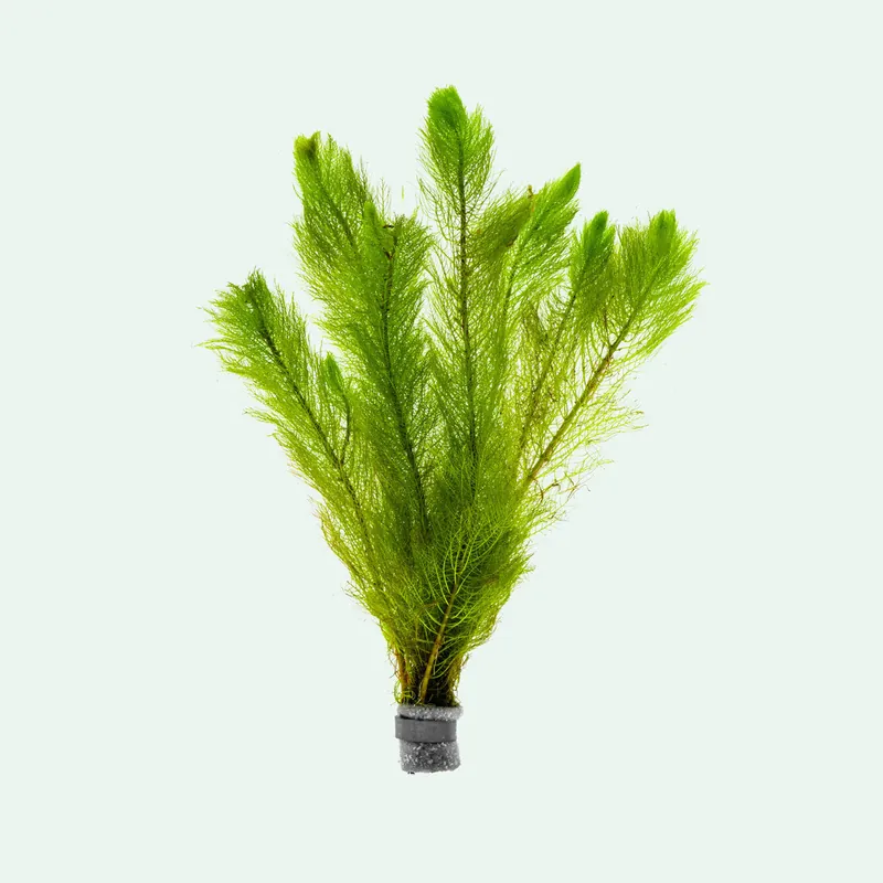 Myriophyllum Tetrandrum - SI