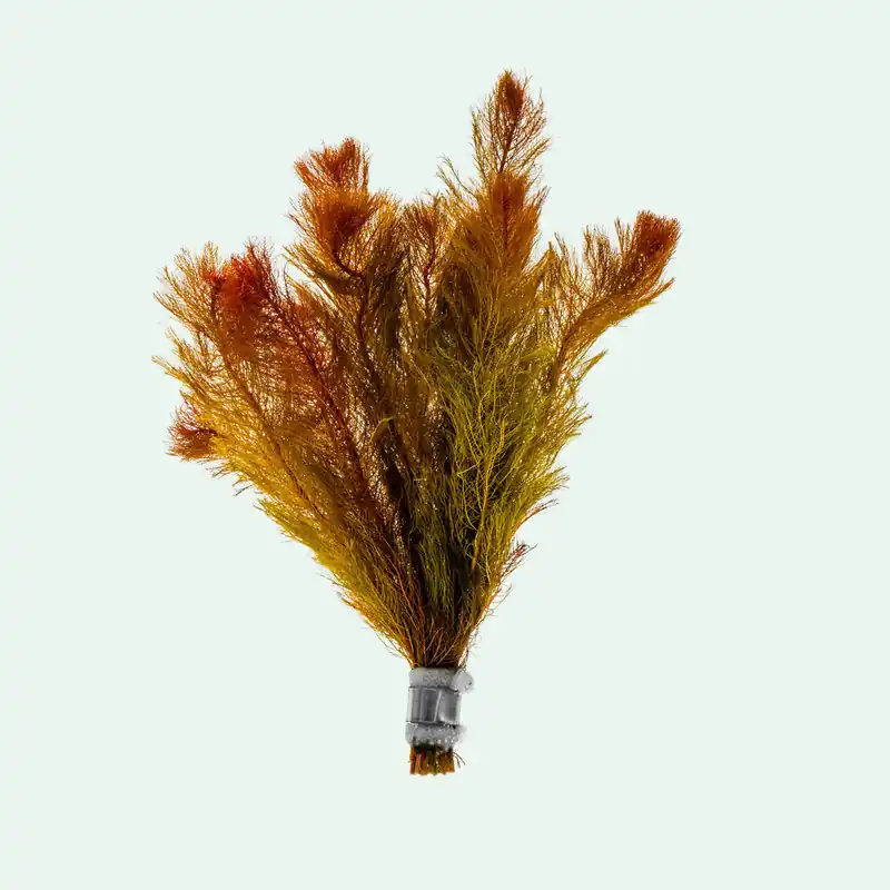 Myriophyllum Tuberculatum - SI
