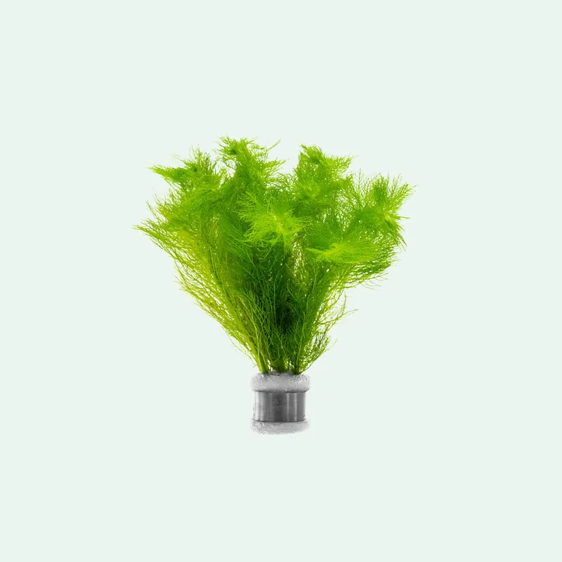 Myriophyllum Mattogrossense - SI