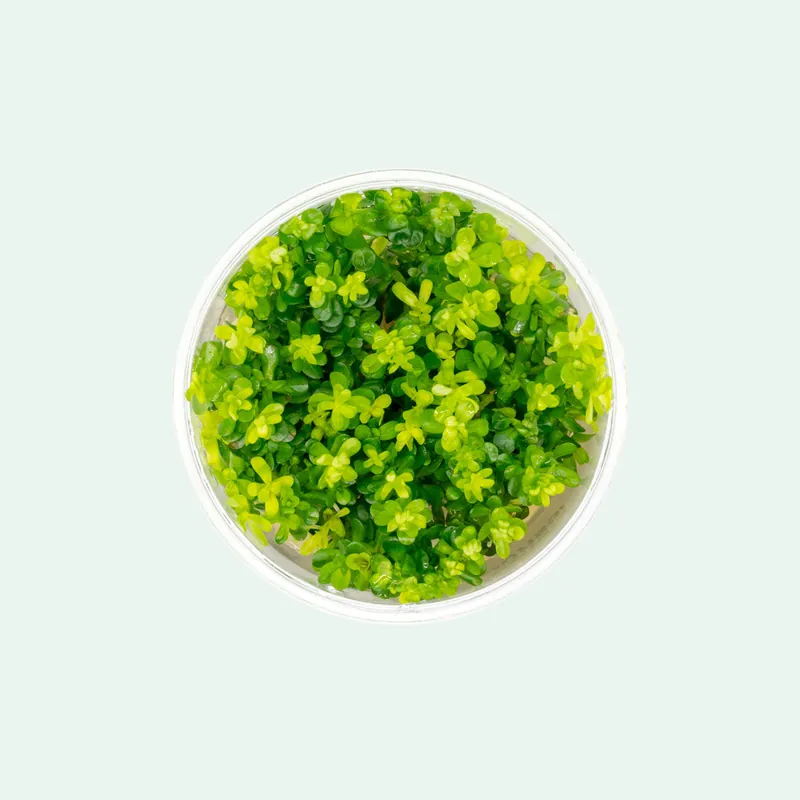Rotala Bonsai - WCA