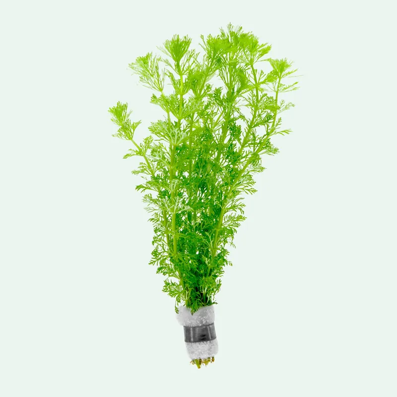 Limnophila Heterophylla - WCA