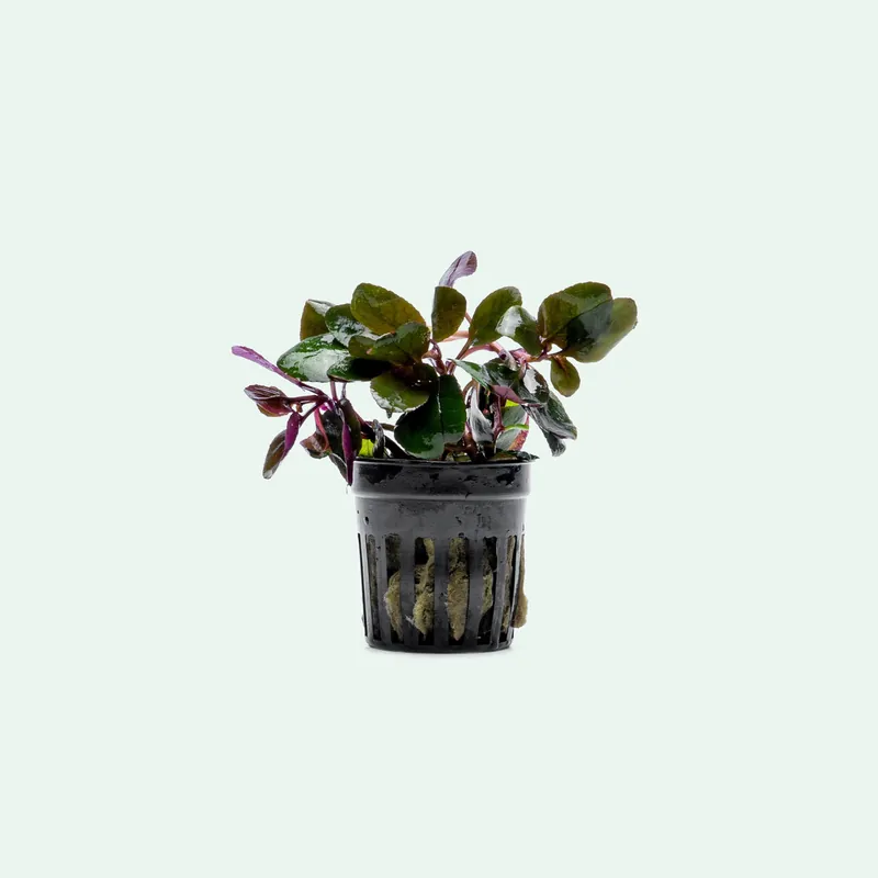 Lobelia Cardinalis - WCA