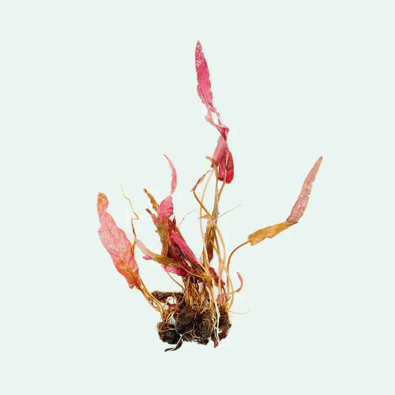 Barclaya Longifolia - WCA
