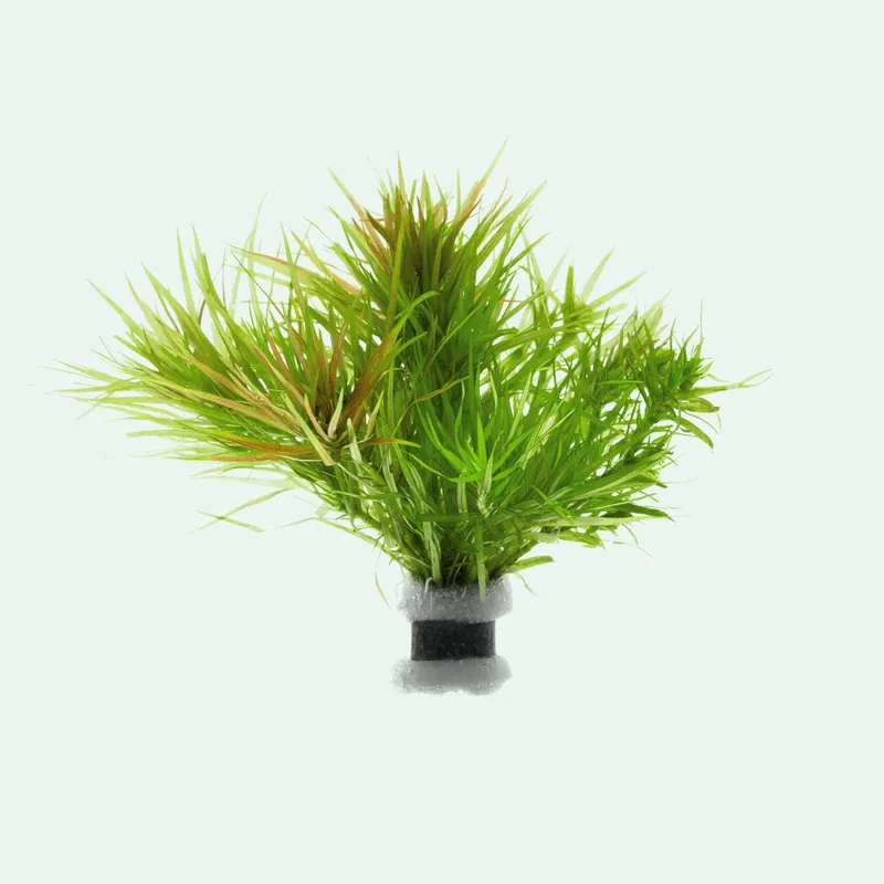 Blyxa Japonica - SI