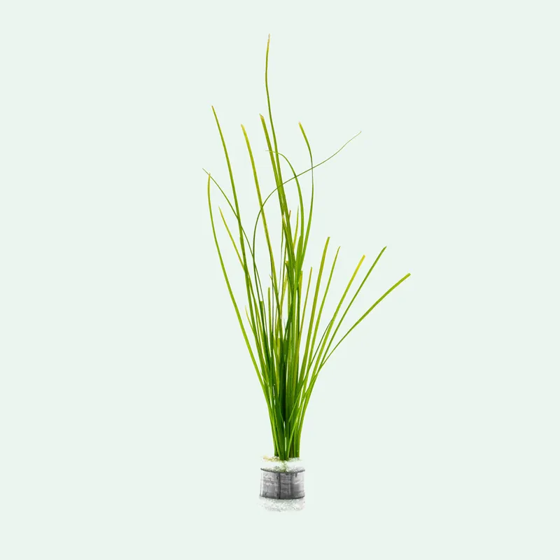 Vallisneria Nana - WCA