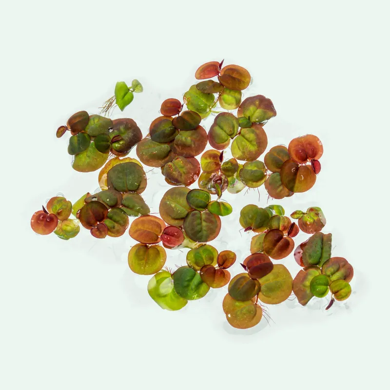 Phyllanthus Fluitans Red Root Floater - WCA