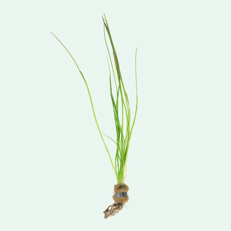 Isoetes Japonica - SI
