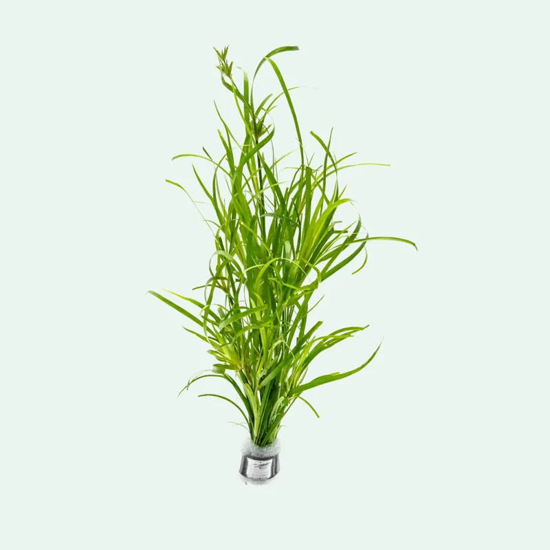 Juncus Repens - SI