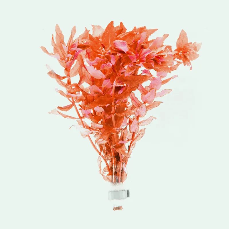 Rotala Macrandra Red - SI