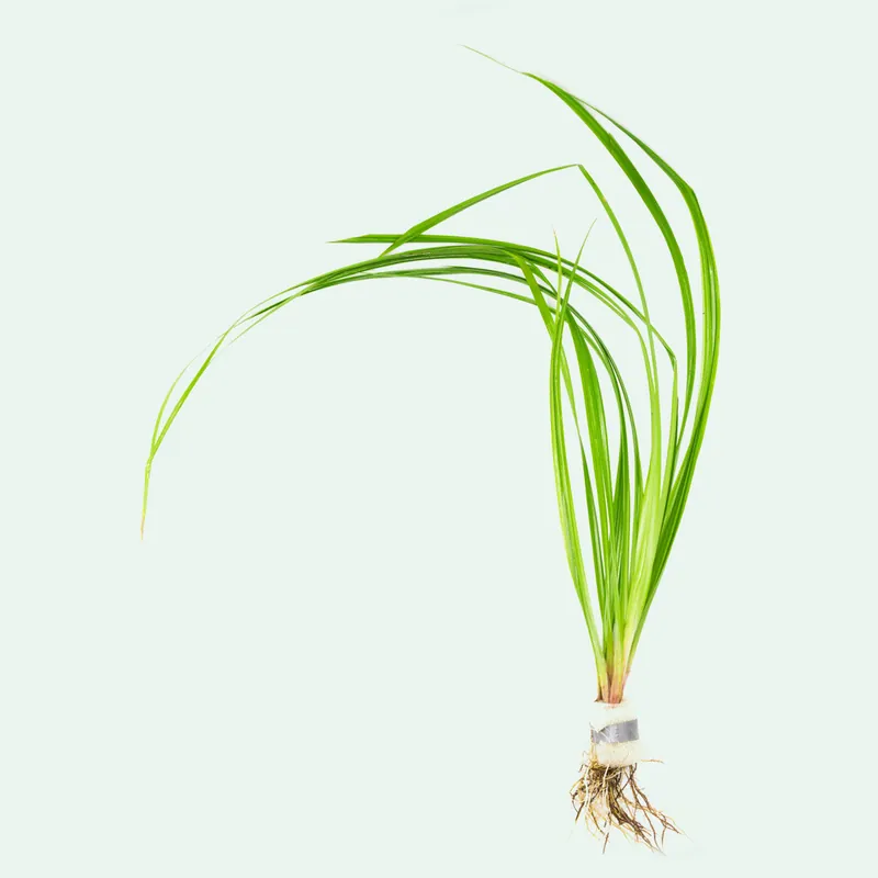 Cyperus Helferi - WCA