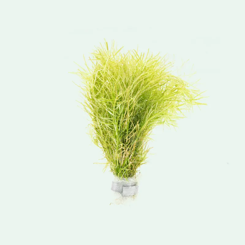 Rotala Nanjenshan - SI