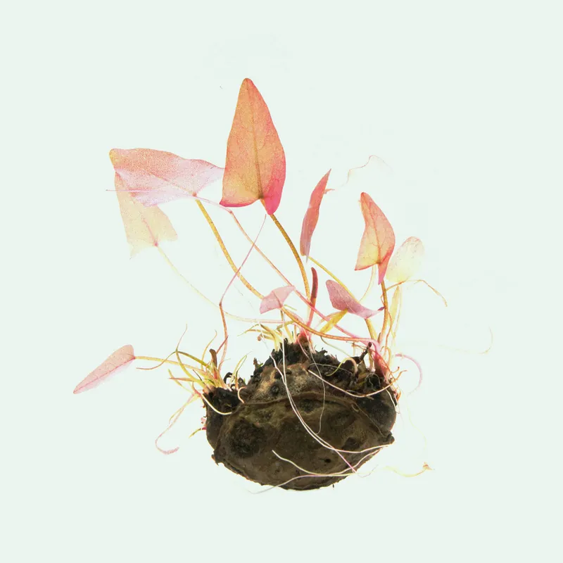 Nymphaea Stellata - WCA
